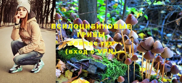 PSILOCYBIN Россошь